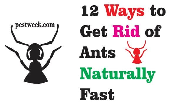 12 Ways to Get Rid of Ants Naturally Fast