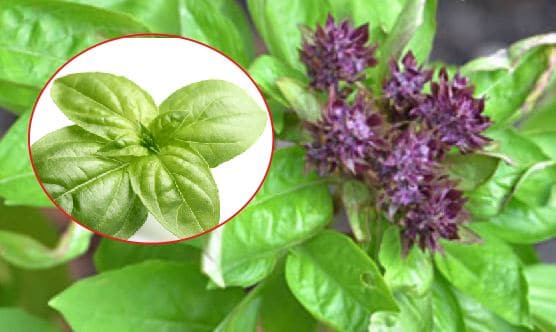 Basil plant will keep away biting insects away from home