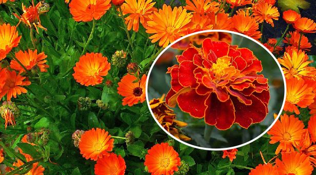Common Marigold plant will keep biting insects away