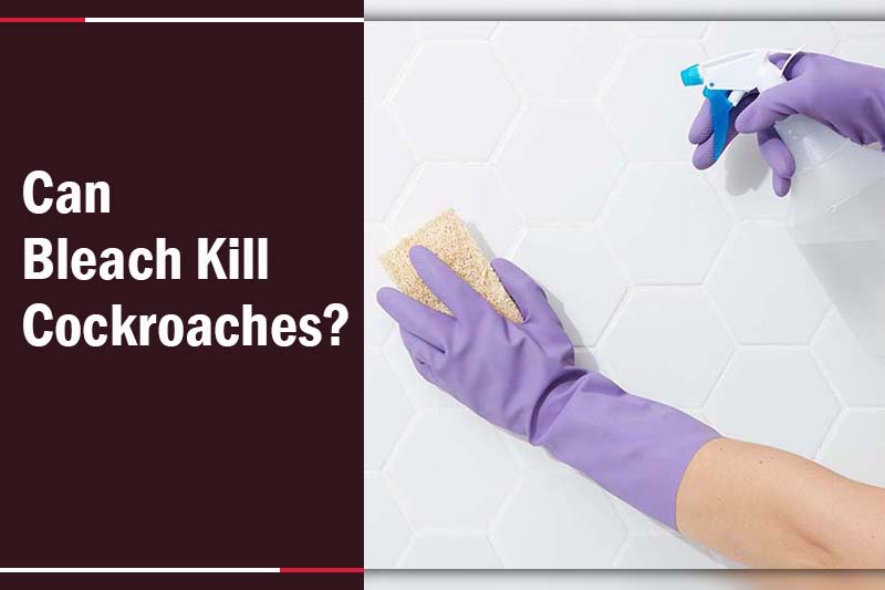 Does Bleach Kill Roaches