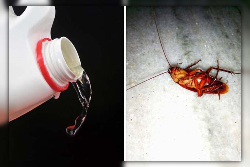 Does Bleach Kill Roaches