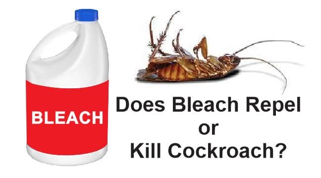 Does Bleach Repel or Kill Cockroach?