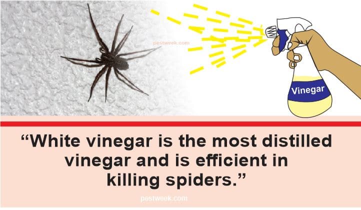 Does Vinegar Kill Spiders?