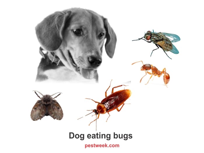 Do dogs eat bugs?