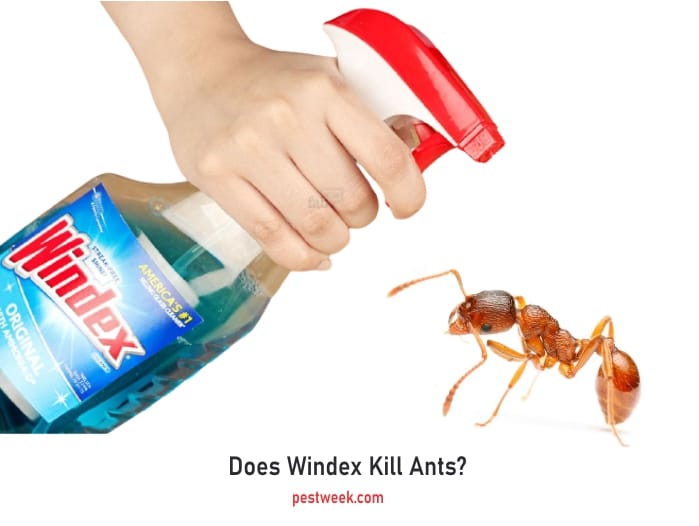 How to kill and repel ants using Windex