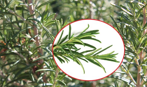 How to use Rosemary plant to keep insects and roaches away