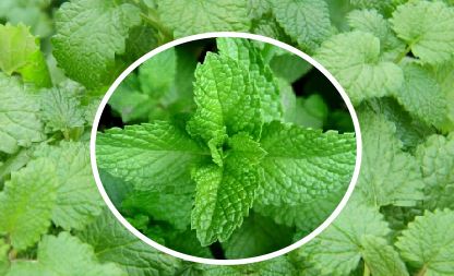 Lemon balm is also a good natural mosquito appellant