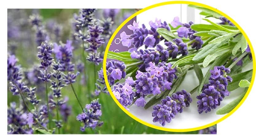 Use lavender to kill bed bugs at home