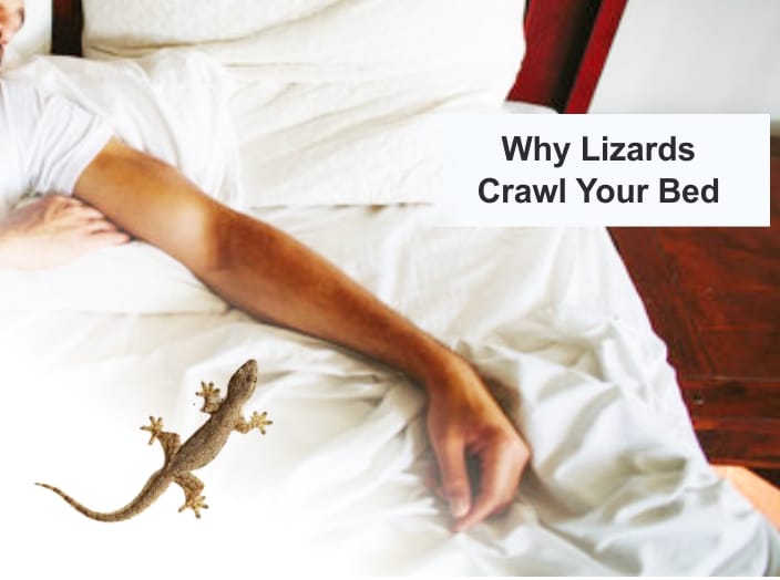 Will Lizards Crawl Your Bed [6 Causes of Lizards in Bed?]