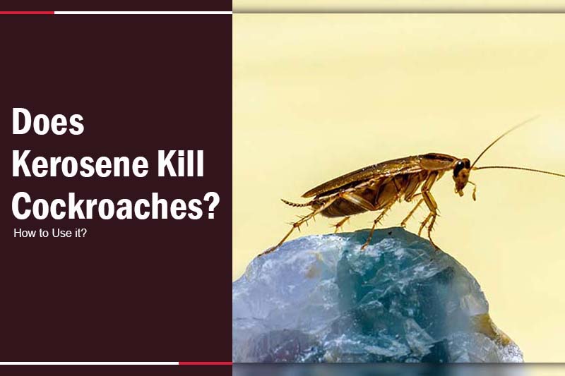 can kerosene kill cockroaches