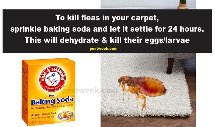 Baking Soda For Fleas In Carpet