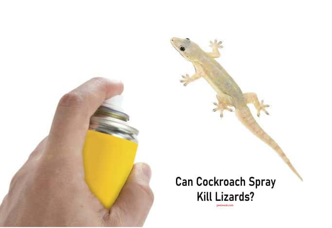 Can Lizards Be Killed by Cockroach Spray?