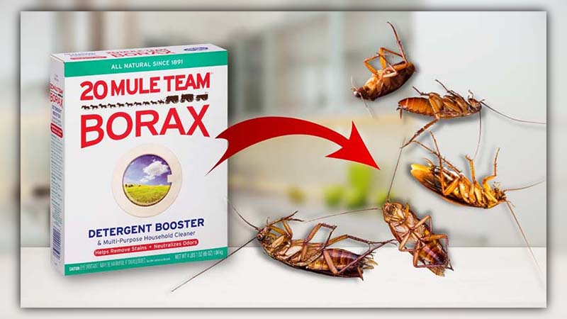 Does Borax Kill Roaches