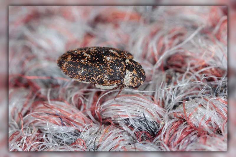 Does Vinegar kill Carpet Beetles