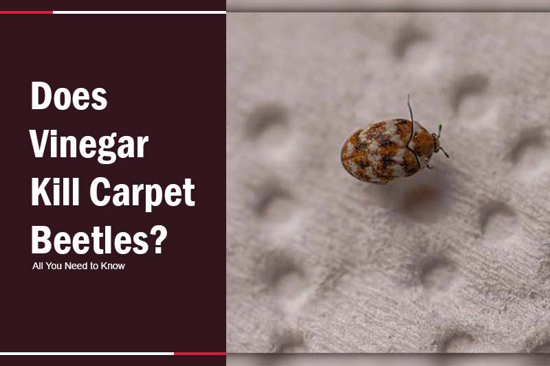Does Vinegar kill Carpet Beetles 
