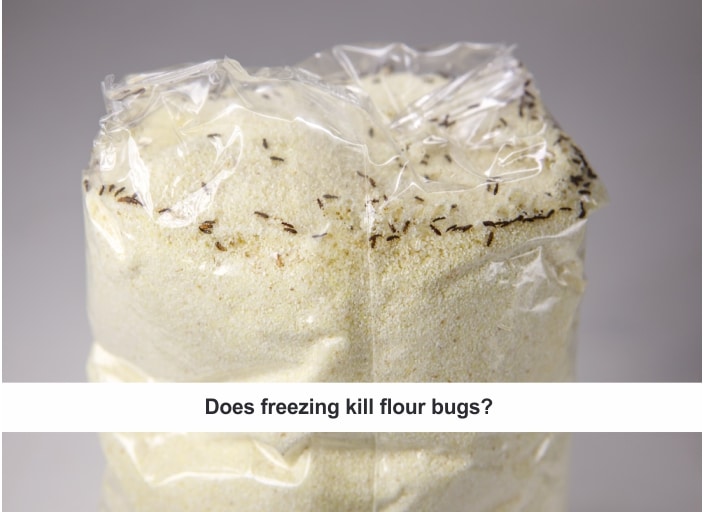 How to get rid of Flour Bugs by Freezing