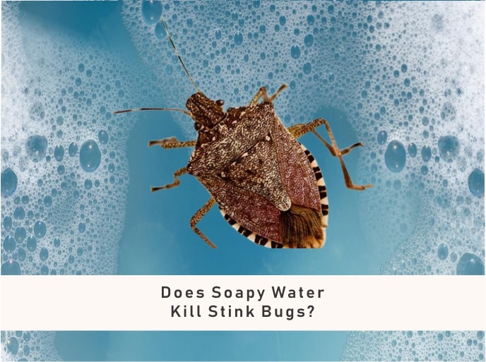 soapy water for stink bugs