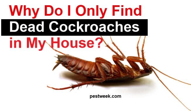 Why Do I Only Find Dead Cockroaches in My House.