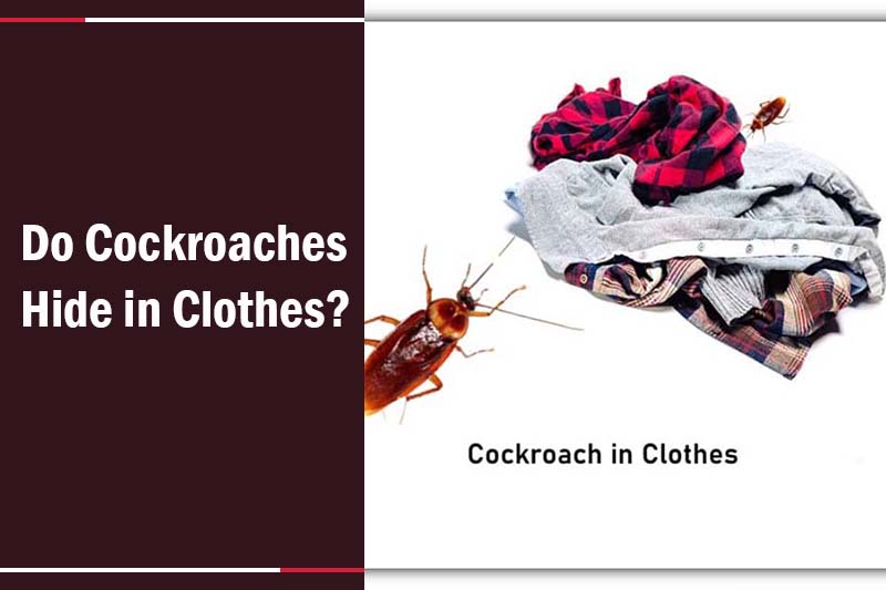 can roaches travel on your clothes 