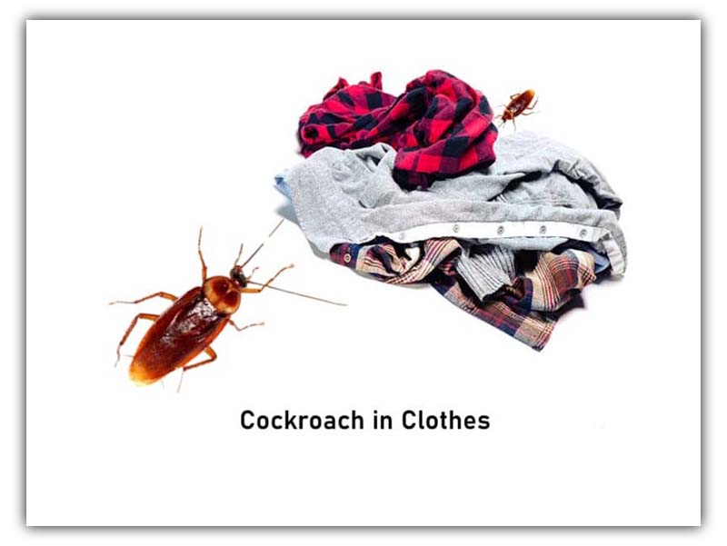 can roaches travel on your clothes