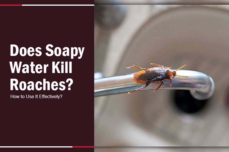 does soapy water kill roaches 