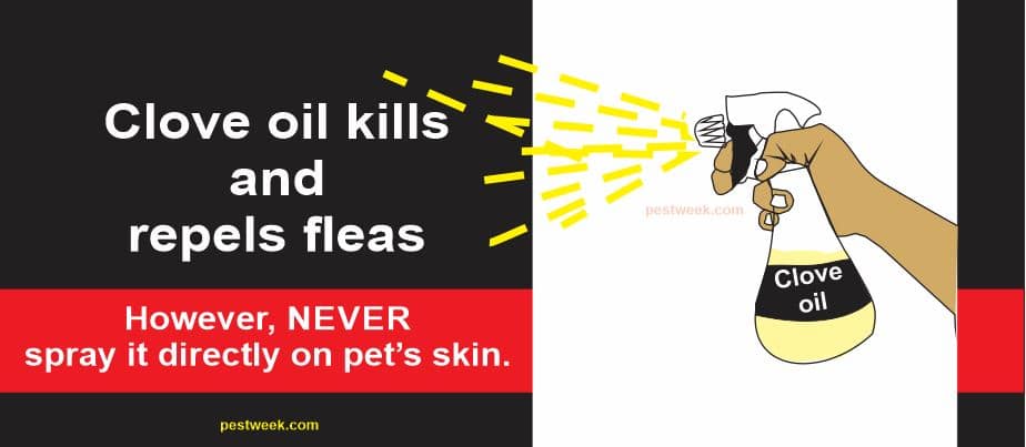 Does Clove Oil Kill Fleas?