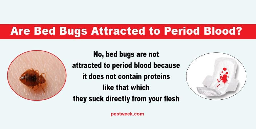 Does Period Blood Attract Bed Bugs?