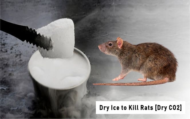 Dry Ice to Kill Rats [Killing Rats with Carbon Dioxide]