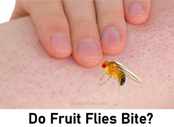 Do Fruit Flies Bite, Insects That Look Like Fruit Fly But Bites