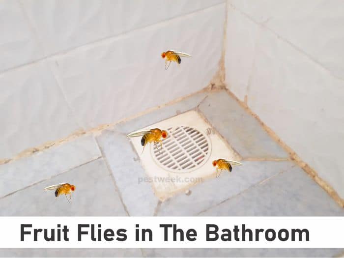 Fruit Flies in Bathroom Causes and Solutions