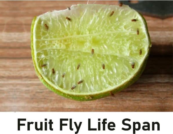 Fruit Fly Life Span, How Long Do Fruit Flies Live Without Food