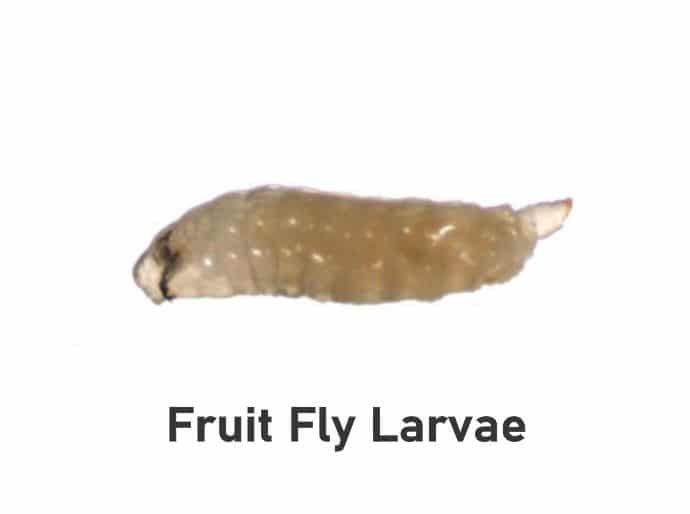 Fruit fly larvae