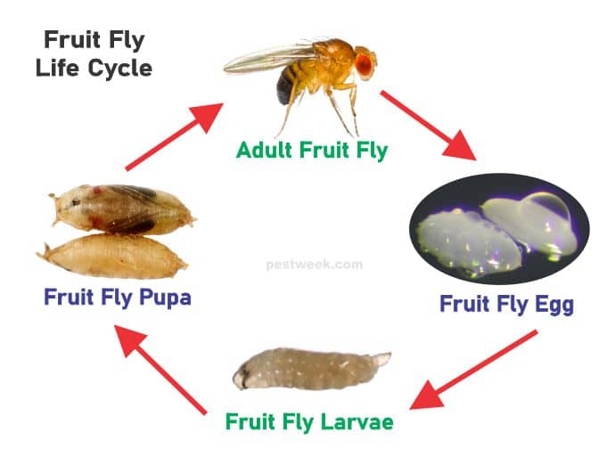 Fruit fly life cycle with pictures