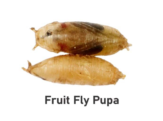Fruit fly pupa