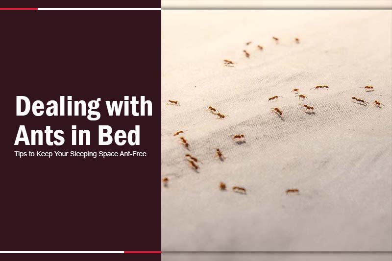 How to Get Rid of Ants in Bed: A Step-by-Step Guide