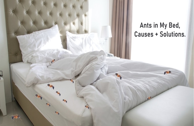 Ants in My Bed Causes + How to Get Rid of Them