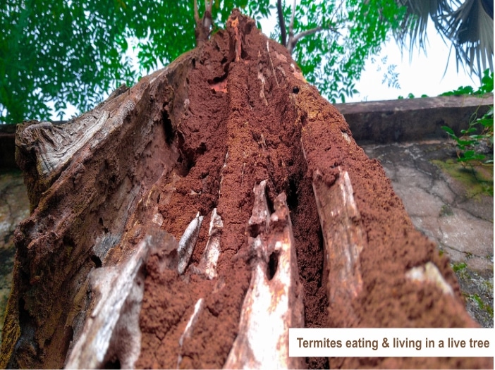 Do Termites Eat Live Trees?