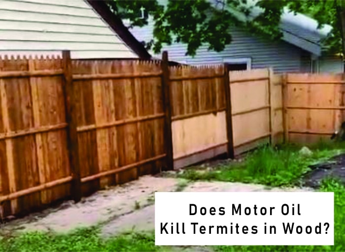 Does Motor Oil Kill Termites in Wood? [Used Oil for Termites]