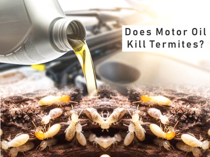 Does Motor Oil Kill Termites?