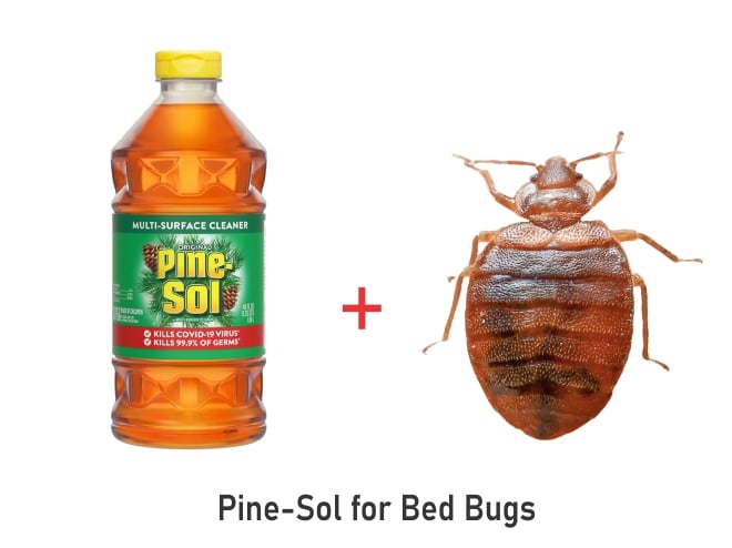 pine sol kill bedbugs
