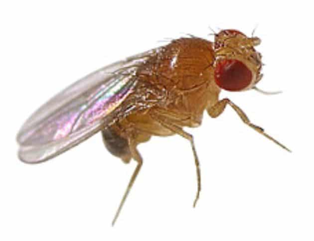 Types of Fruit Flies with Pictures [Common Fruit Flies Species]
