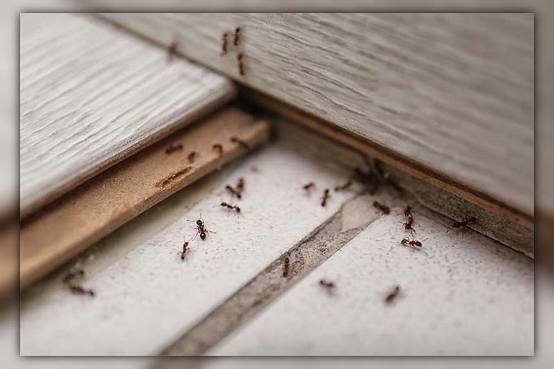 How to Get Rid of Pavement Ants 