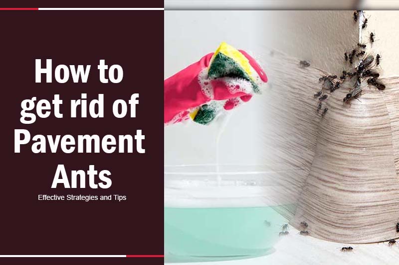 How to Get Rid of Pavement Ants