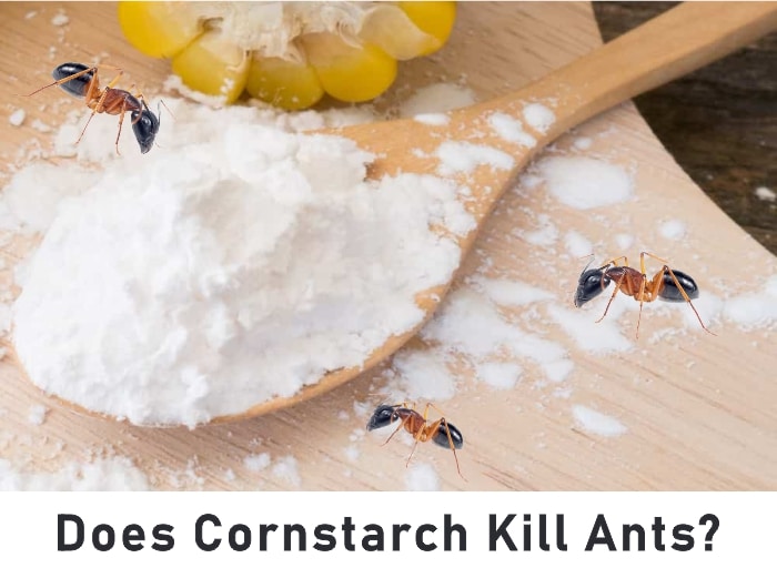 How to get rid of ants with cornstarch