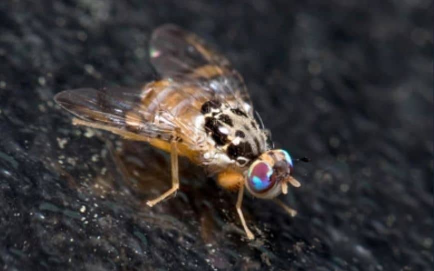 Types of Fruit Flies with Pictures [Common Fruit Flies Species]