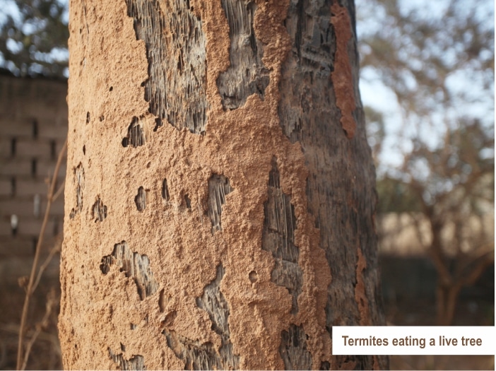 Signs of termites eating a live tree