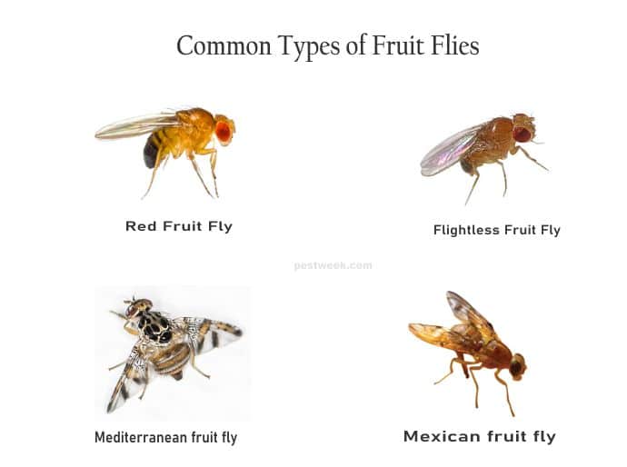 Types of Fruit Flies
