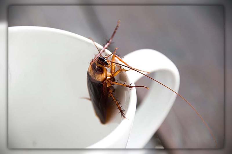 do roaches like coffee 