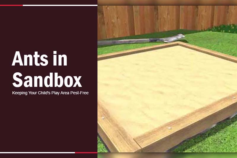 Ants in Sandbox