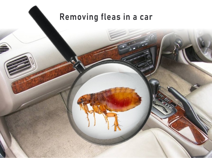 Fleas in car and how to Kill them